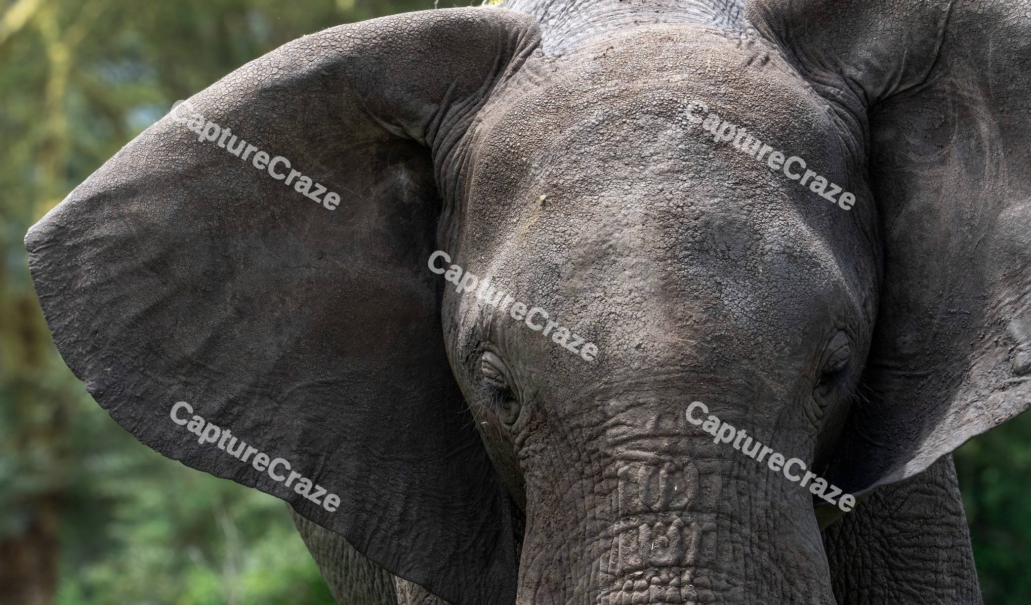 African bush Elephant